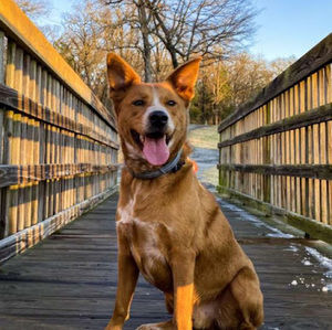 Meet your Posher, Brock